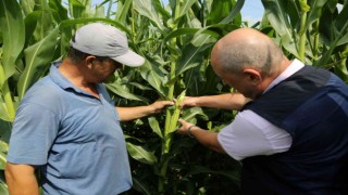 2 bin çiftçiye 120 ton dane mısır desteği