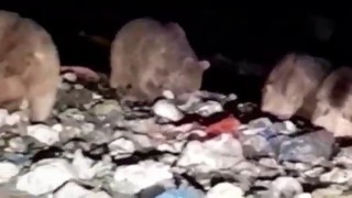 20den fazla ayı karnını doyurmak için çöplüğü istila etti