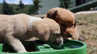 230 köpeğin kısırlaştırılması sağlandı