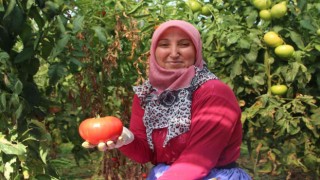 4 ay bebek gibi baktıkları domatesleri toplamaya başladılar