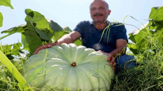 40 ton kabaktan 250 bin TL gelir bekliyor