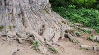 4118 yaşındaki Porsuk ağacı ihtişamıyla göz dolduruyor