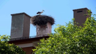 54 yıllık komşuluk, leylekler mahalle sakini oldu