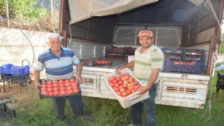 800 rakıma deneme amaçlı sera kurdu, tonlarca domates ve biber yetiştiriyor