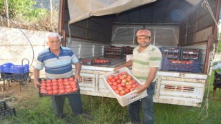 800 rakıma deneme amaçlı sera kurdu, tonlarca domates ve biber yetiştiriyor