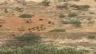 Aç kalan domuz sürüleri Antep fıstığı bahçelerine dadandı