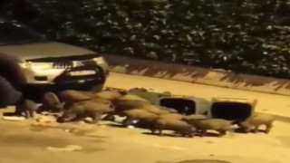 Aç kalan domuzlar kent merkezindeki çöpleri talan etti