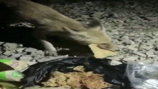 Aç tilki tarhana ile doydu