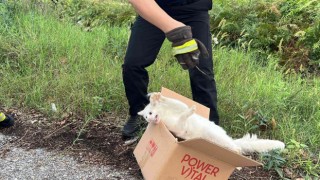Ağaca çıkan kedi, ekipleri harekete geçirdi