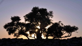 Ağaçların Göbeklitepesi 2 bin yıldır zamana meydan okuyor