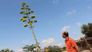 Agave bitkisi 30 yıl sonra çiçek açtı