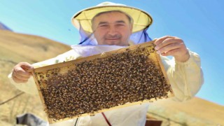 Ağrılı arıcıların “tatlı” hasat telaşı başladı
