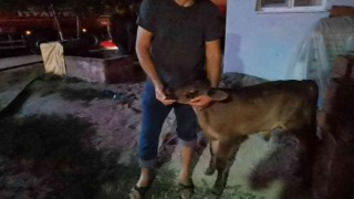 Ahır yangınında inanılmaz kurtuluş