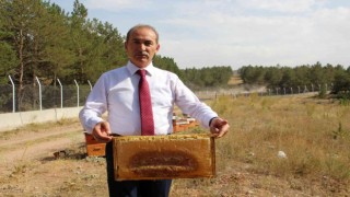 Akademik arılar sağıldı, üretim artarsa bal bursa dönüşecek