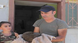 Alevlerin arasında kalan kirpi son anda kurtarıldı