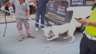 Alkollü sürücünün köpeği polisi ısırdı
