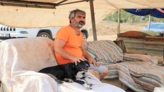 Almanya bir sokak köpeği kazandı