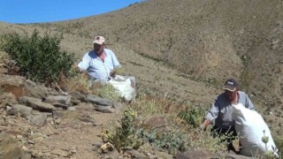 Amanosların zirvesinde yayla çayı mesaisi
