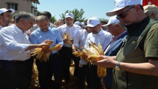 Amik Ovasında mısır hasadı başladı