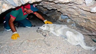 Anne köpek yavrularını terk etmedi