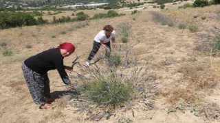 Antalyada çorak topraklar lavanta ile mora büründü