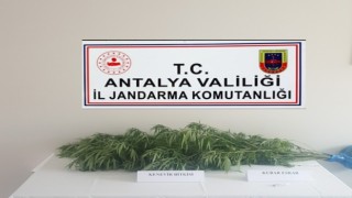 Antalyada jandarmadan kenevir operasyonu: 1 gözaltı