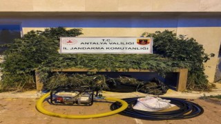 Antalyada ormanlık alana ekili bin 115 kök kenevir ele geçirildi
