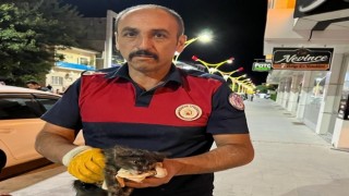 Araçta sıkışan yavru kedi itfaiye ekiplerince kurtardı