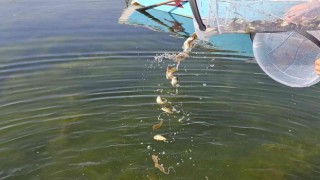 Ardahandaki göl ve göletlere 1 milyon 589 bin yavru sazan balığı bırakıldı