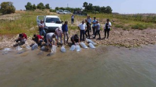 Atatürk Baraj Göletine 4 milyon balık bırakıldı