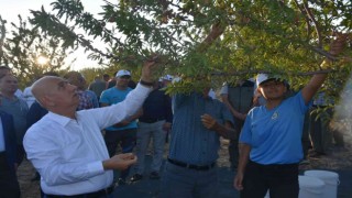Bakan Kirişci, dalından badem topladı