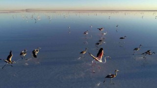 Bakan Kurum: “Tuz Gölüne su taşıdık, flamingolara can suyu verdik”