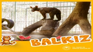 Balı fazla kaçıran ayının adı belli oldu