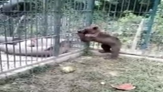 Balı fazla kaçıran ayının durumu iyi