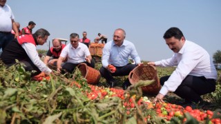 Balıkesir tarlalarında domates hasadı zamanı