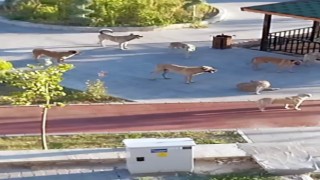 Başıboş köpekler korku salıyor