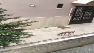 Başkentte aç ve susuz kalan tilkiler şehir merkezine indi