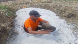 Beton çukura düşen 2 yavru köpek kurtarıldı