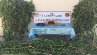 Bilecikte bahçesine 602 kök kenevir eken şahıslar yakalandı