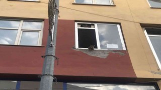 Binanın 2nci katında mahsur kalan kediler, şaşkın bakışlar içinde kurtarılmayı bekledi