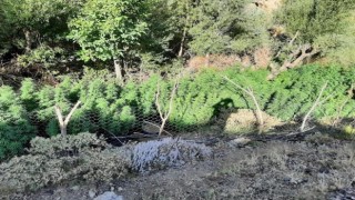Bingölde 197 bin kök kenevir ele geçirildi