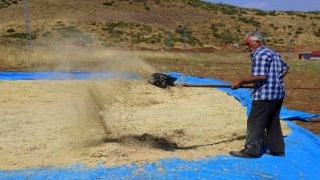 Bingölde bin dekar alanda nohut tarımı yapılıyor