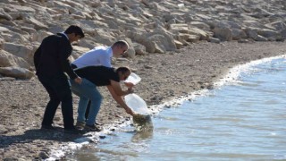 Binlerce sazan yavrusu suya bırakıldı