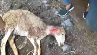 Bu defa kurt değil sokak köpekleri, yetiştiricilerin korkulu rüyası oldu