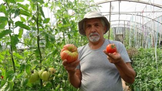 Bu domatesin tanesi 1 kilo geliyor, rengi ile dikkat çekiyor