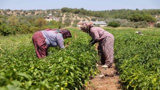 Bucada üreticinin ilk hasat coşkusu