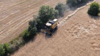 Buğdayın atası ‘siyezde hasat başladı