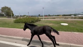 Bursada başıboş at trafiği alt üst etti