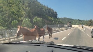 Bursada başıboş atlar trafiği birbirine kattı