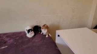 Bursada çöp evden onlarca kedi çıktı